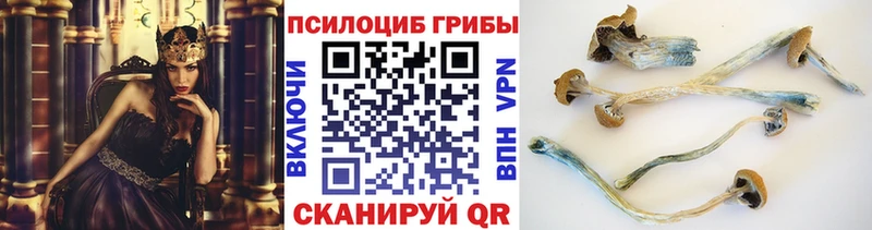 купить наркоту Жиздра Галлюциногенные грибы Psilocybe
